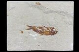 Cretaceous Fossil Fish (Armigatus) - Lebanon #70029-1